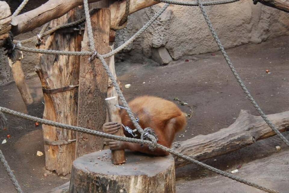 Orang-Utan-Weibchen Orang-Utan-Weibchen