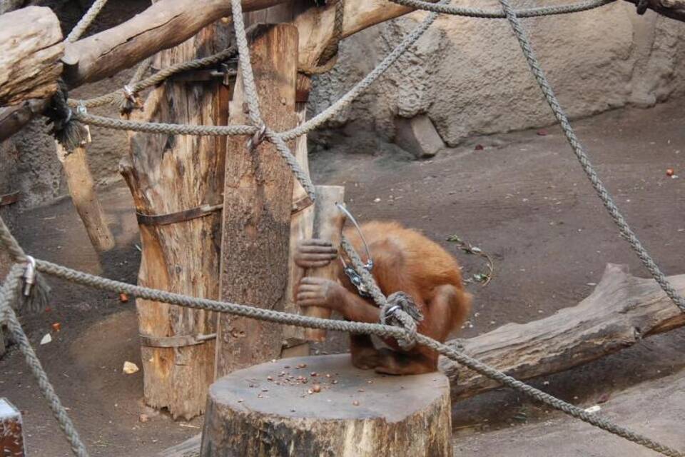 Orang-Utan Orang-Utan