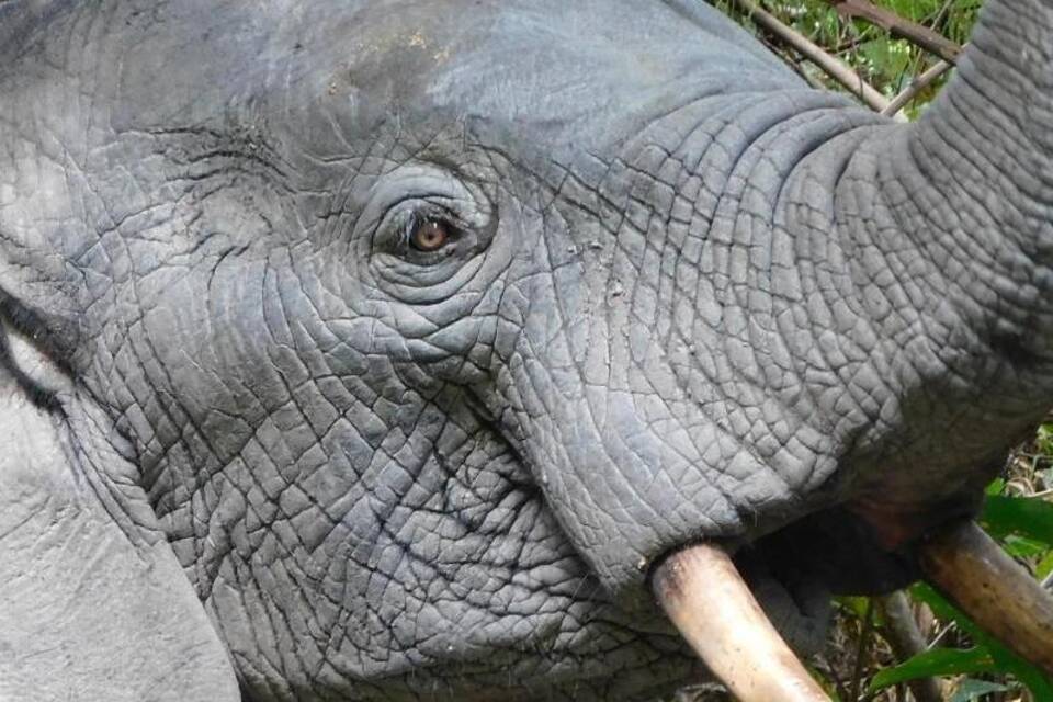 Zum Welt-Elefanten-Tag - Waldelefant