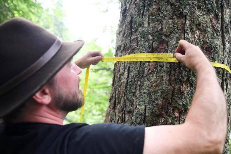 Wald-Vermessung Wald-Vermessung