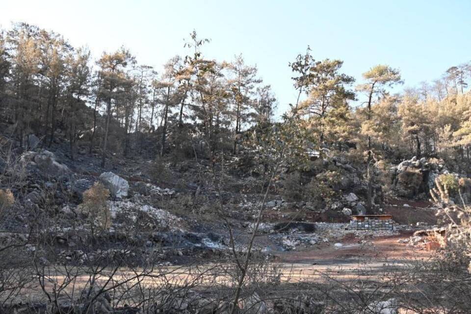Pinienwald in der Türkei Pinienwald in der Türkei