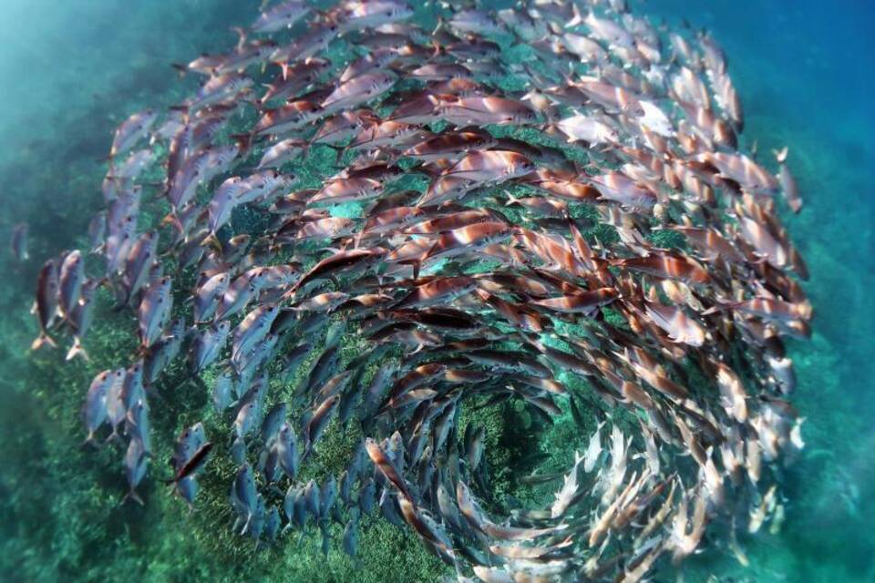 Fischschwarm Fischschwarm