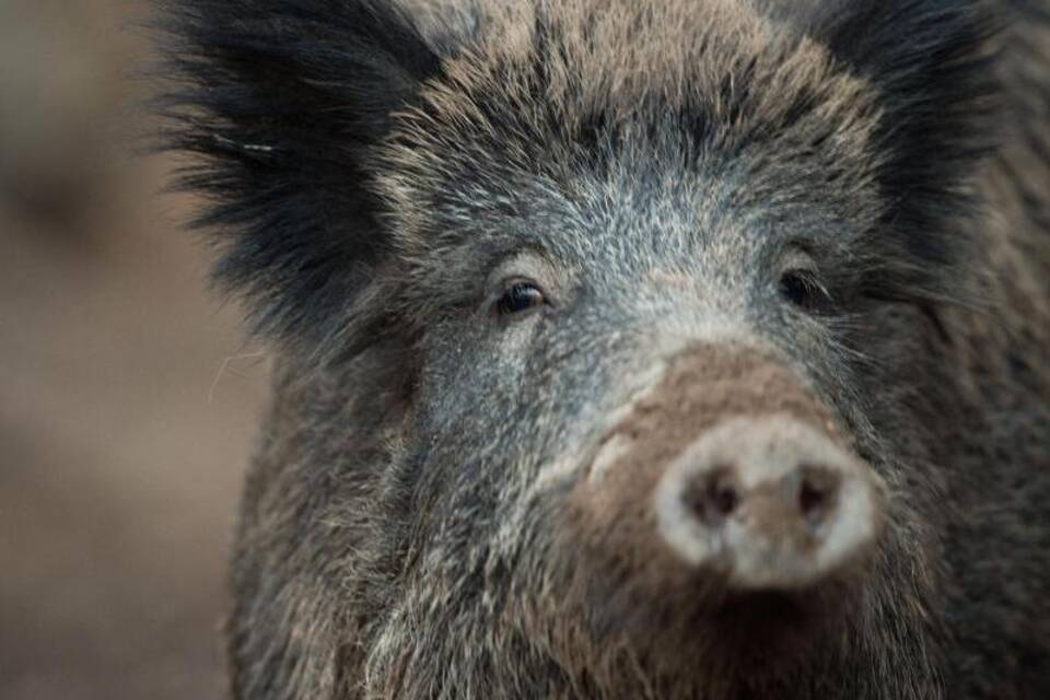 Wildschwein