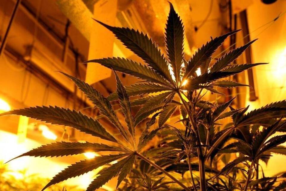 Cannabis Cannabis
