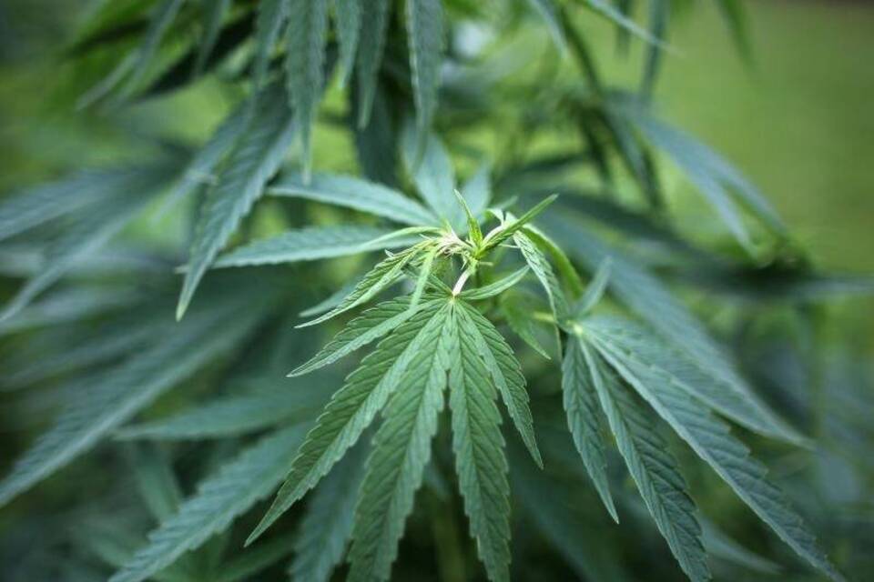 Cannabis Cannabis