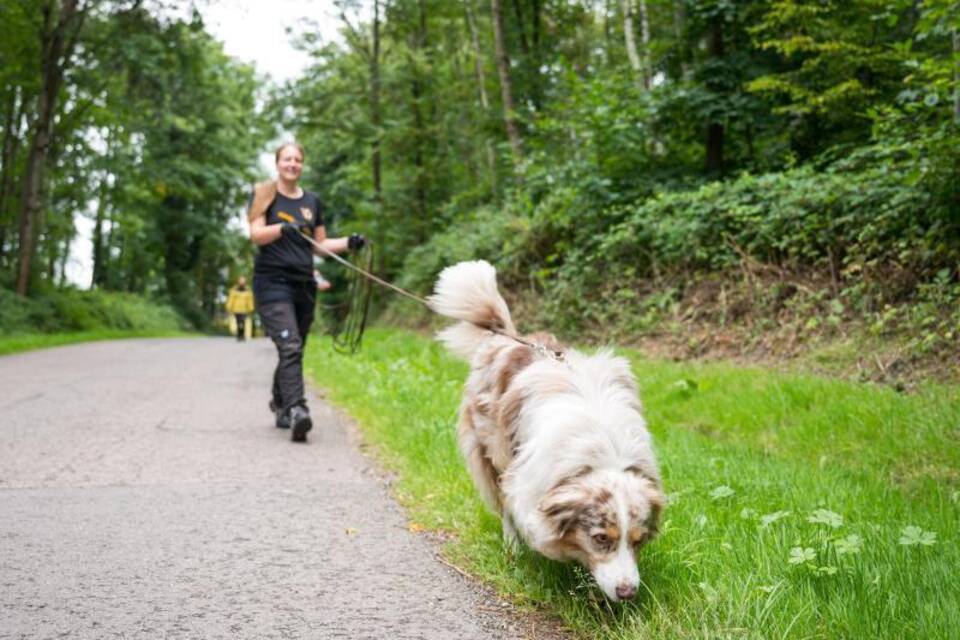 Spürhund Spürhund