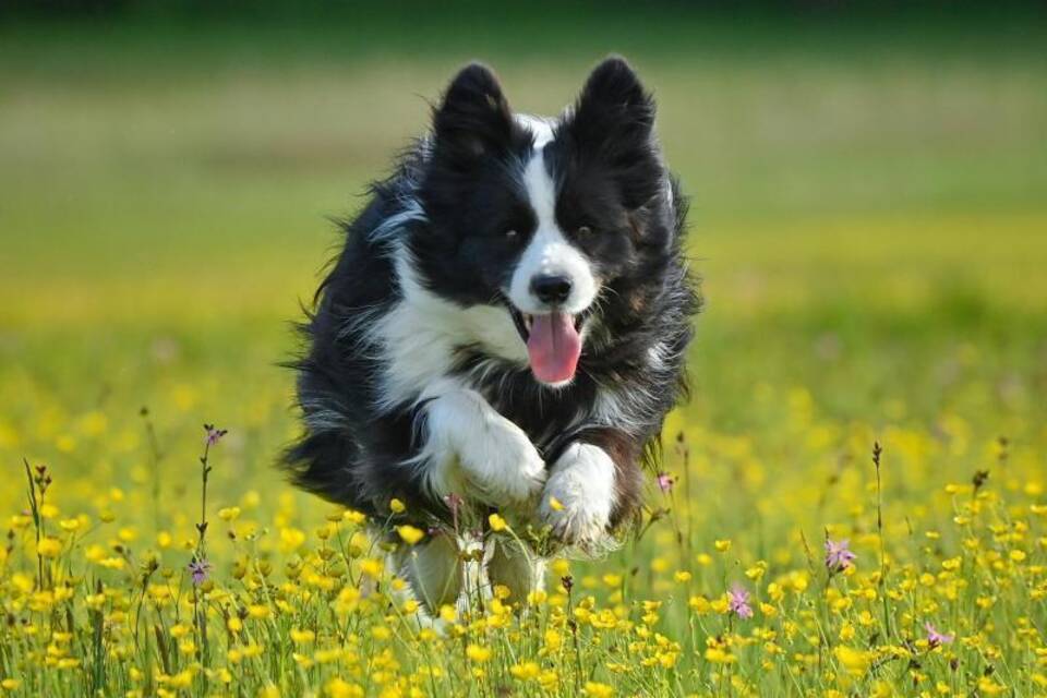 Tiermedizin Tiermedizin