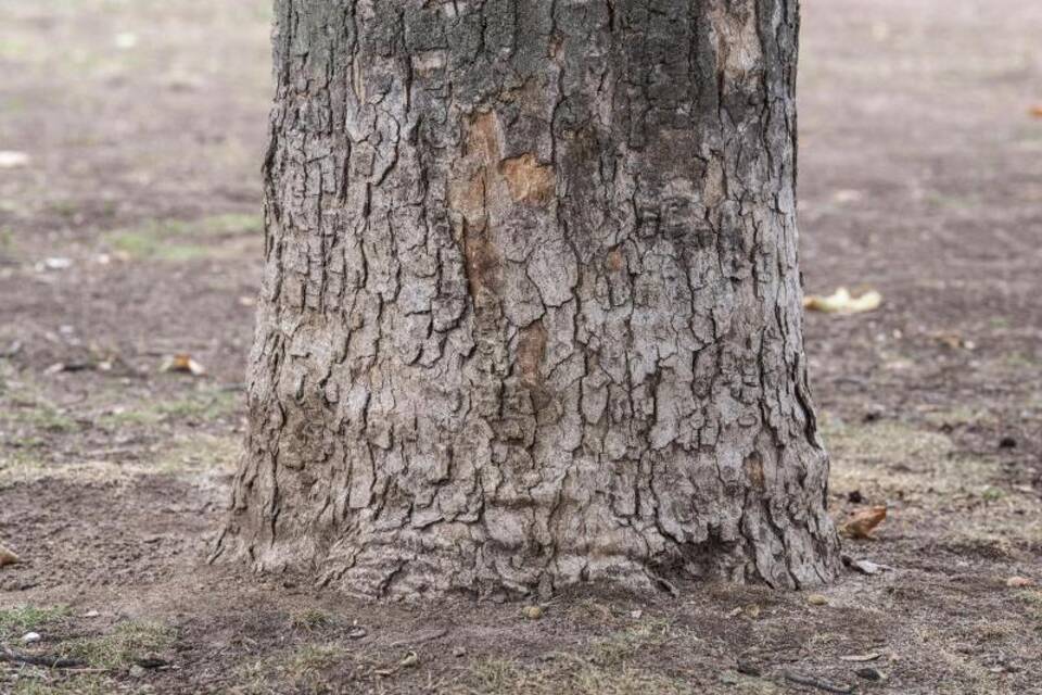 Baum Baum