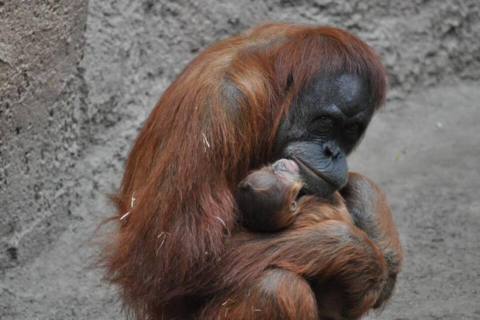 Orang-Utan Orang-Utan