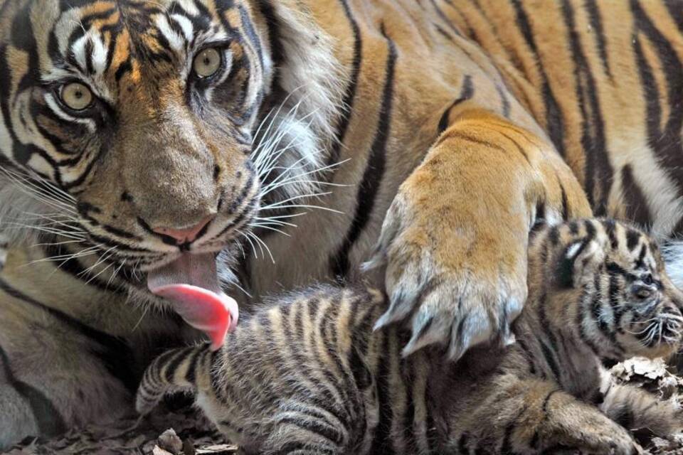 Sumatra-Tiger