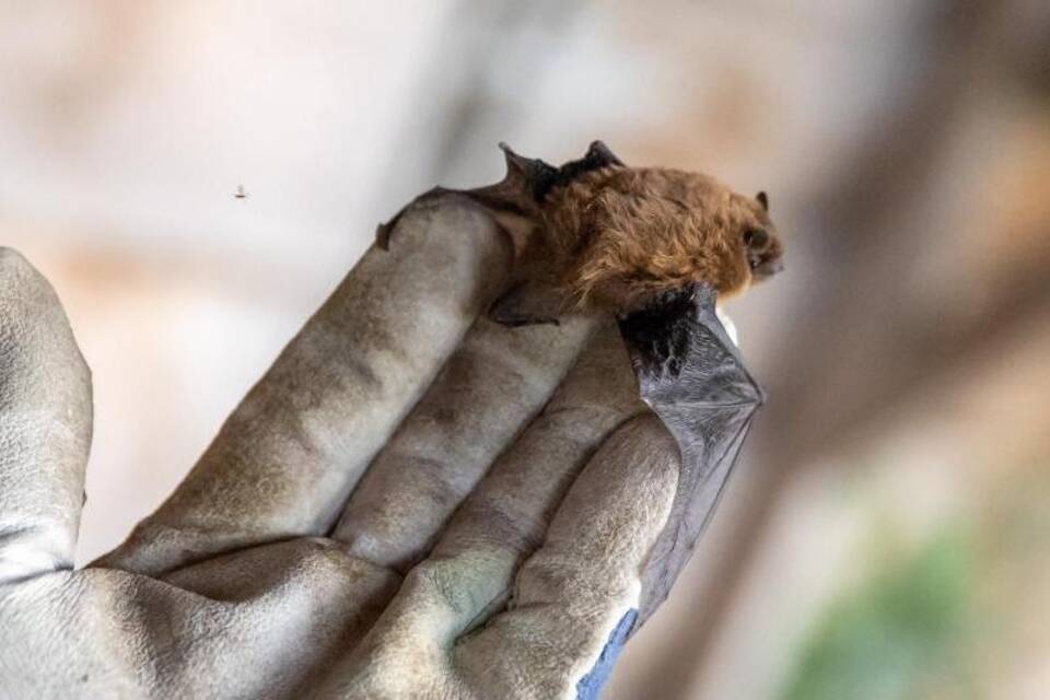 Fledermaus Fledermaus