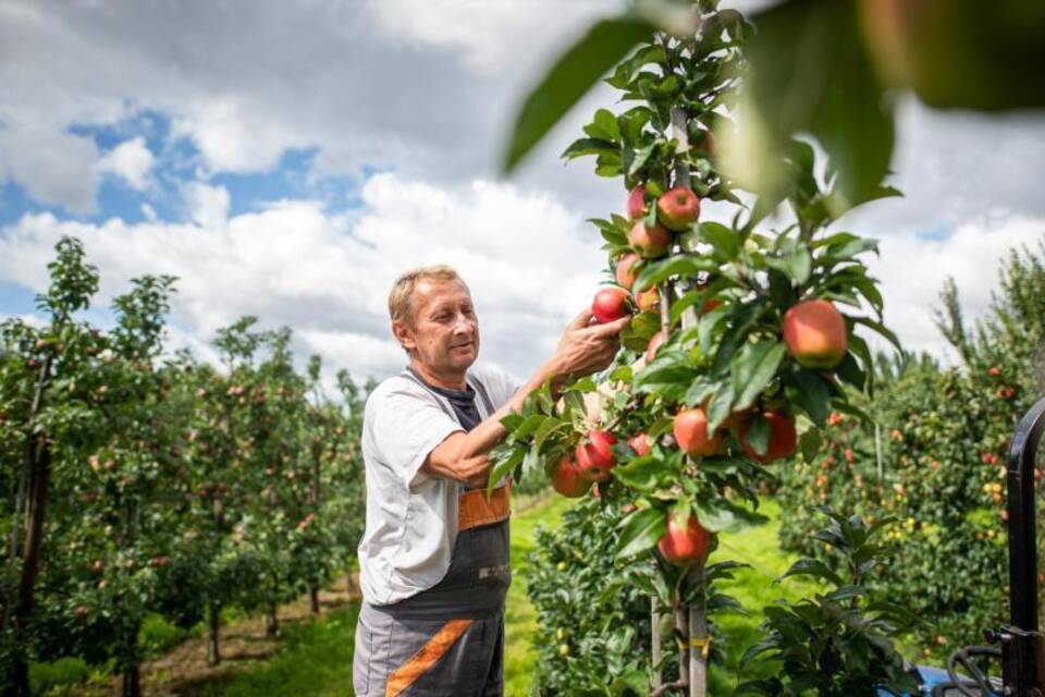 KINA - Süße Äpfel brauchen Sonne