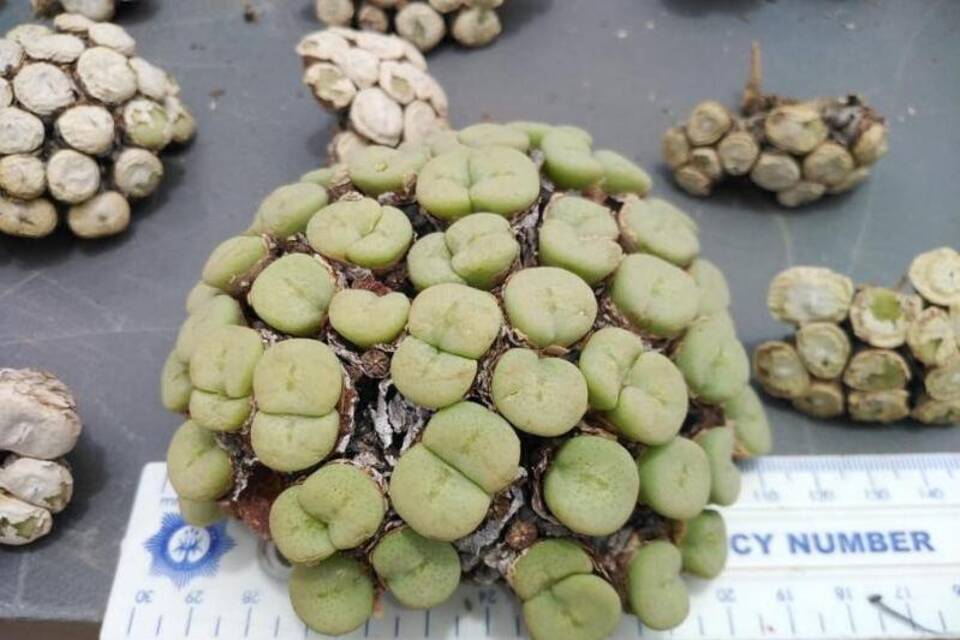 "Pflanzenschmuggel" - Südafrika "Pflanzenschmuggel" - Südafrika
