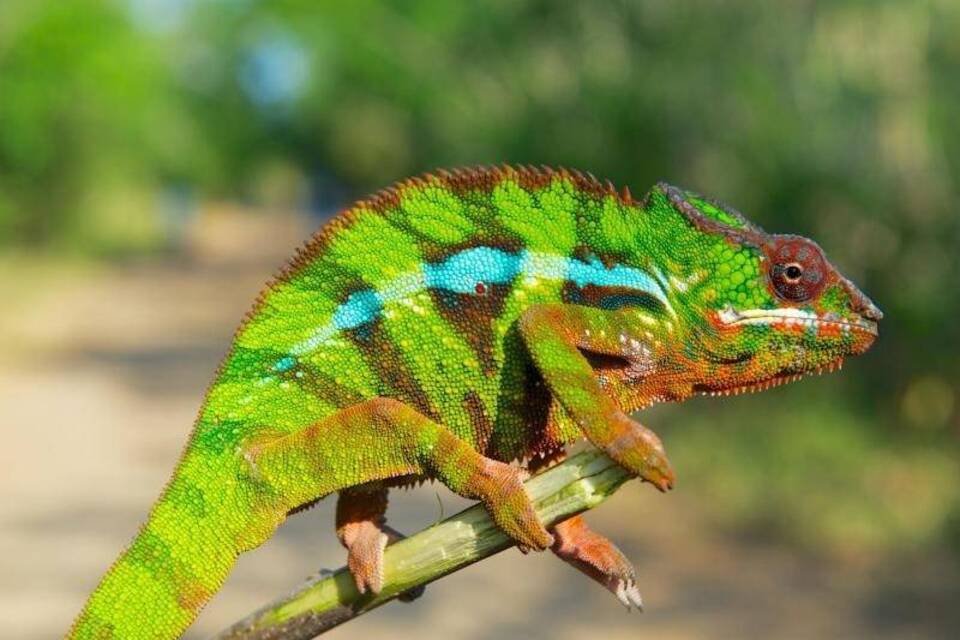 Chamäleon Chamäleon