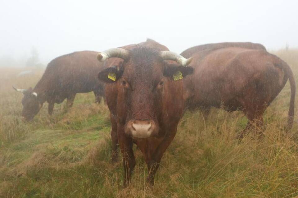 Kühe Kühe