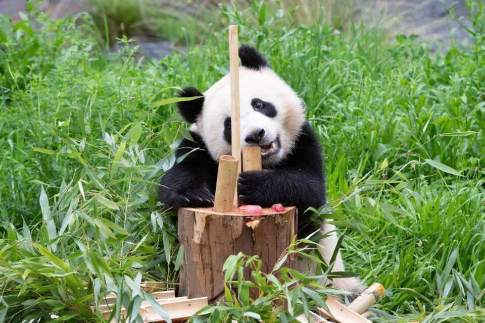 Panda-Zwillinge im Zoo Berlin