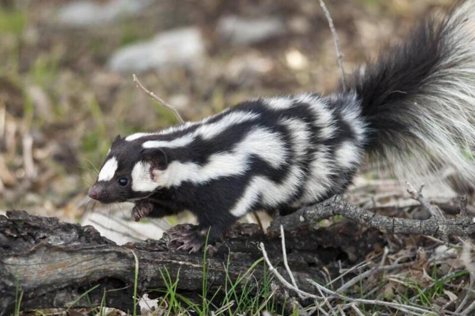 Fleckenskunk Fleckenskunk