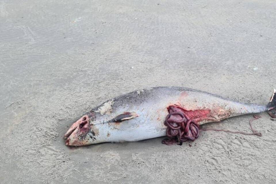 Dutzende tote Schweinswale auf niederländischen Inseln angespült