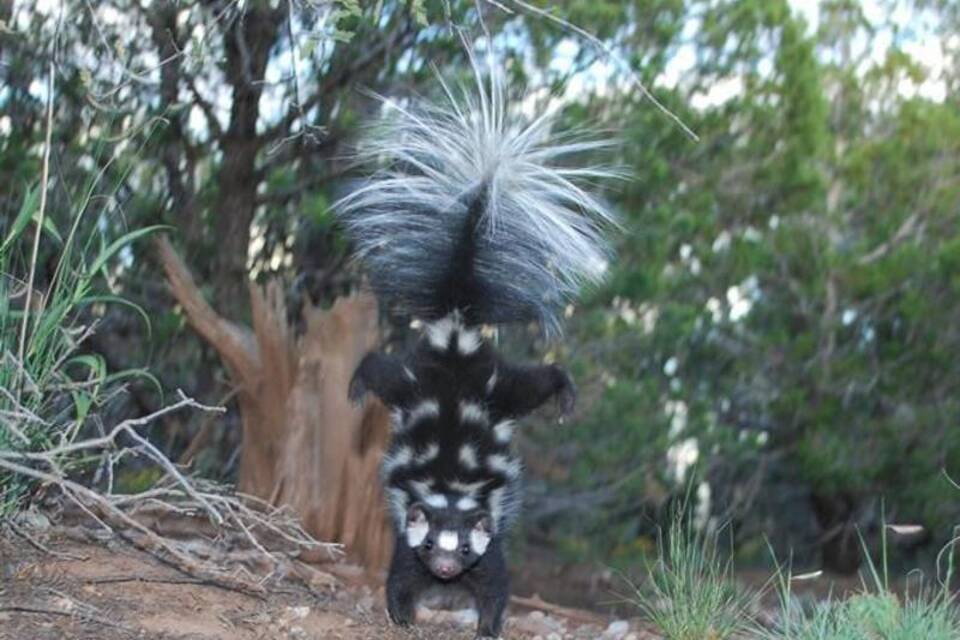 Stinktiere im Handstand Stinktiere im Handstand