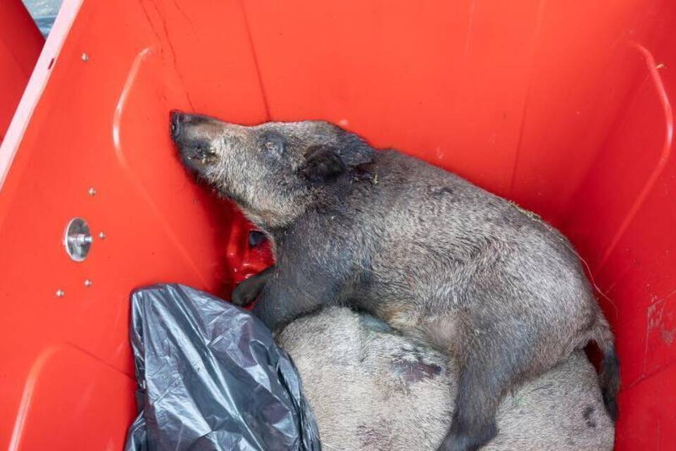 Schweinepest Schweinepest