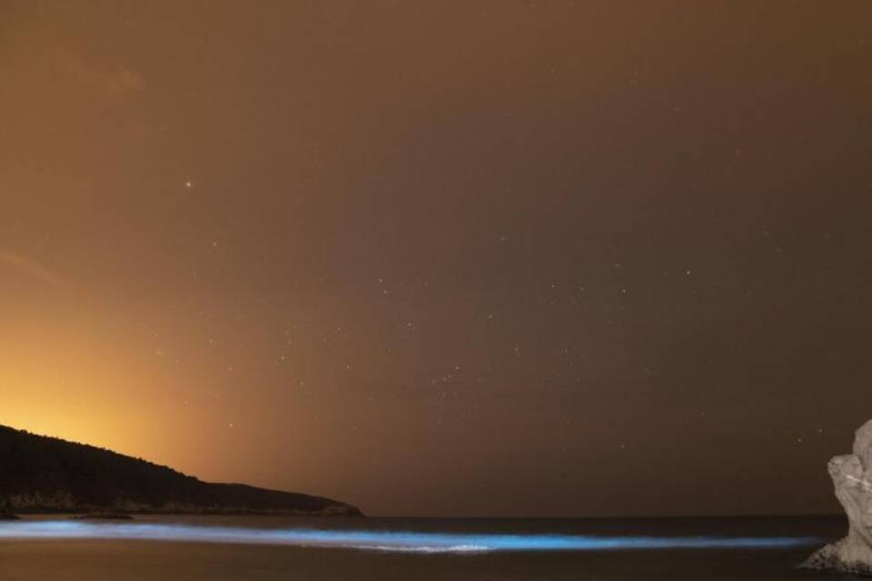 Biolumineszenz Biolumineszenz