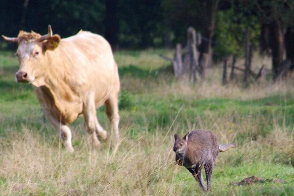 Känguru und Kuh