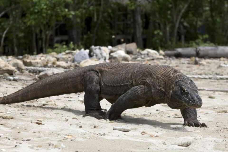 Komodowaran