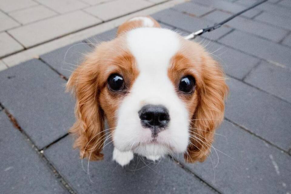 Cavalier King Charles Spaniel