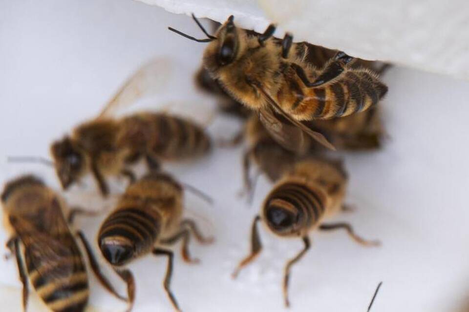 Imker bringen Bienen auf die Insel Baltrum