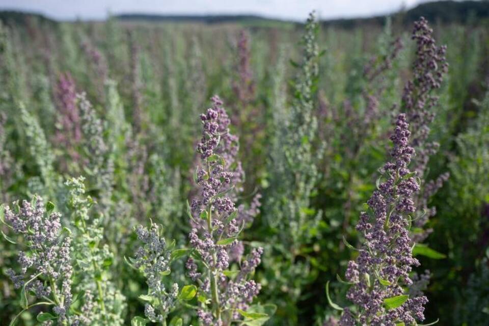 Quinoa-Pflanzen Quinoa-Pflanzen