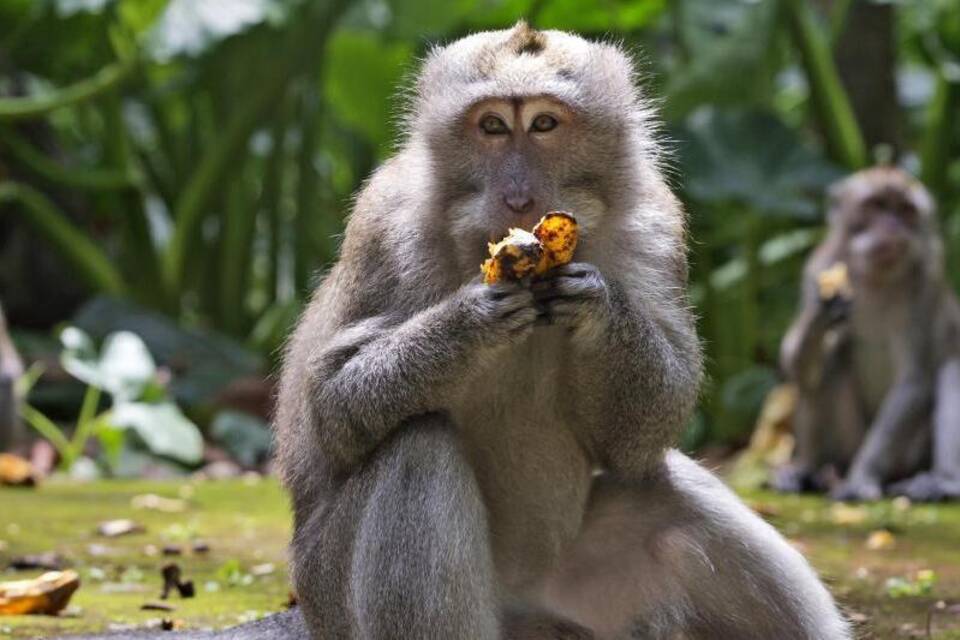 Hungrige Affen auf Bali