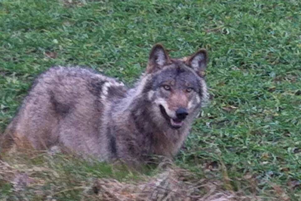 Wolf an der Straße Wolf an der Straße