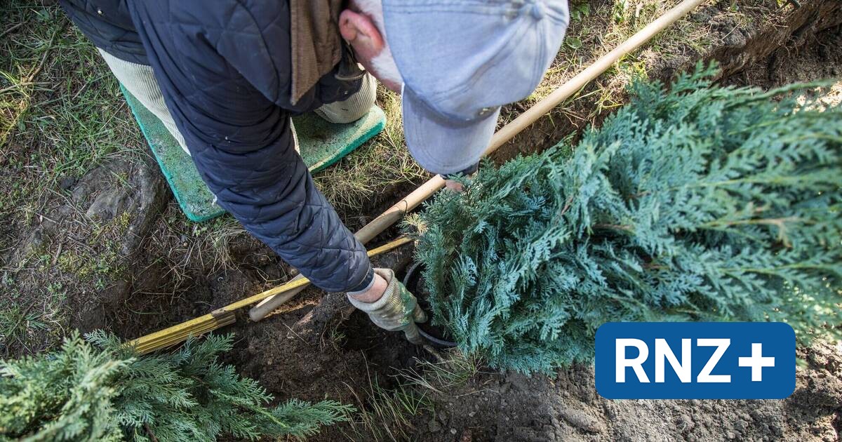 Pflanzzeit für Hecken Grüne Wände für Privatsphäre im Garten