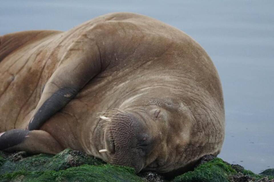 Walross auf Nordsee-Insel Baltrum gesichtet