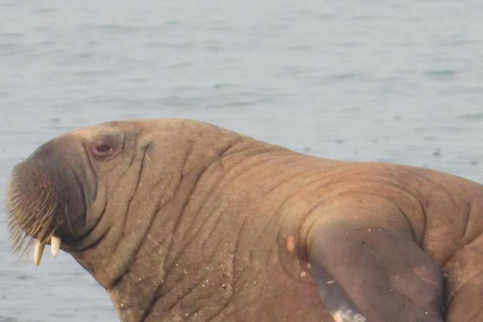 Walross auf Nordsee-Insel Baltrum