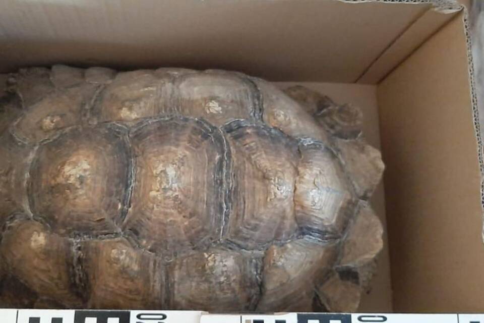 Schildkröte Schildkröte