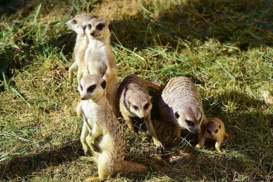 Erdmännchen Erdmännchen