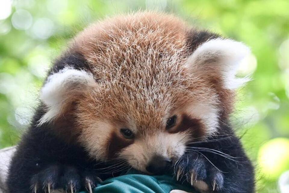 Ein Roter Panda Ein Roter Panda