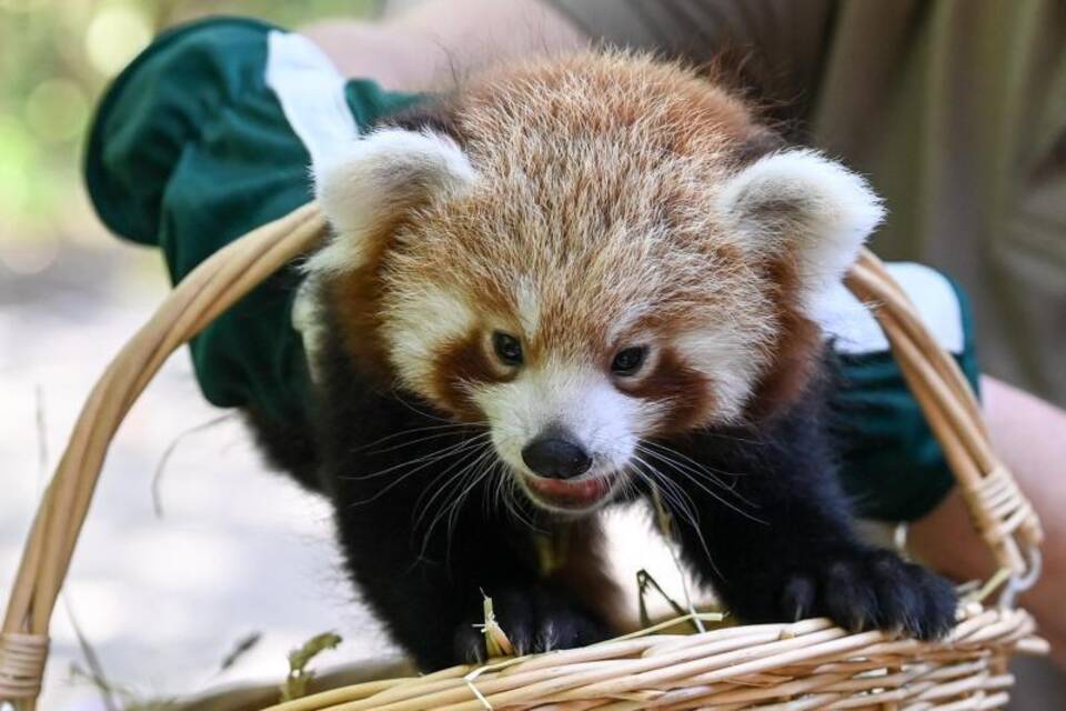 Nachwuchs bei den Roten Pandas