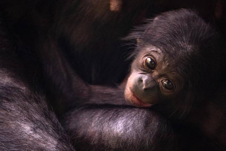 Bonobo Bonobo