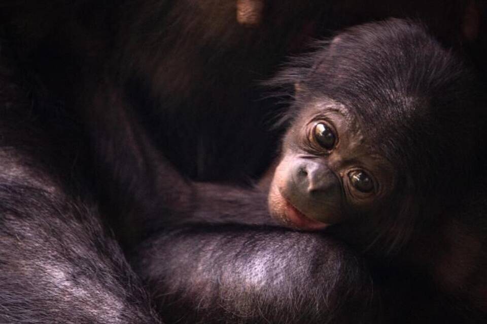 Bonobo