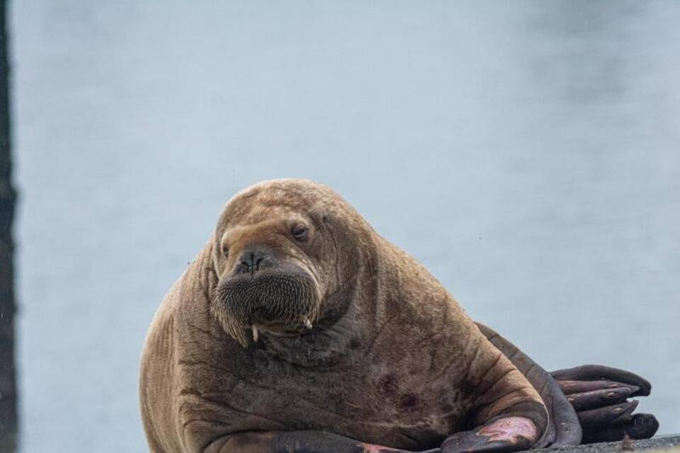 Walross nun auf Spiekeroog