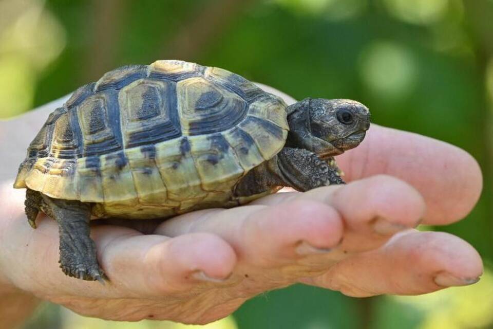 Schildkröte Schildkröte