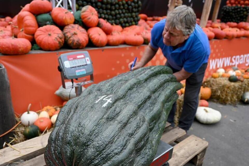 Riesen-Zucchini Riesen-Zucchini