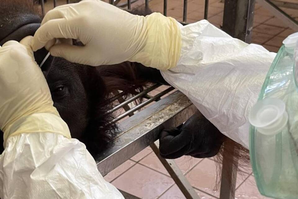 Corona-Stäbchentests bei Orang-Utans Corona-Stäbchentests bei Orang-Utans