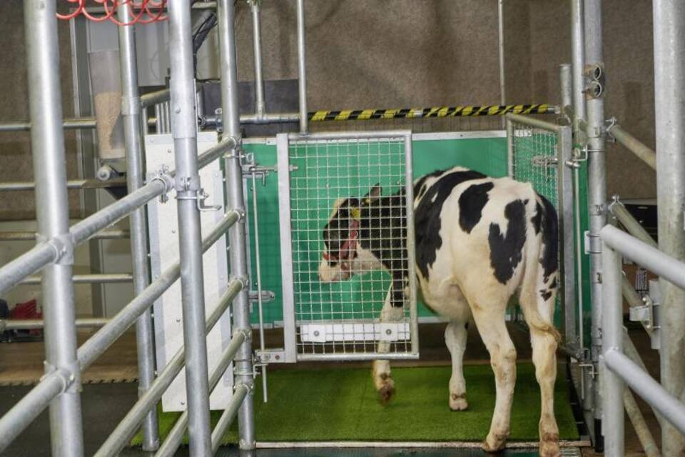 Kalb beim «Toilettengang» Kalb beim «Toilettengang»