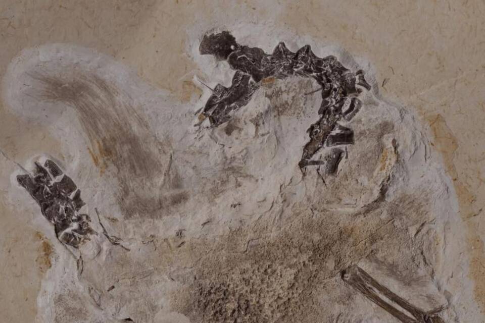 Fossil des Sauriers Ubirajara