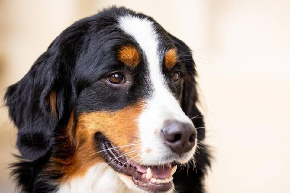 Machbarkeitsstudie zum Einsatz von Spürhunden Machbarkeitsstudie zum Einsatz von Spürhunden