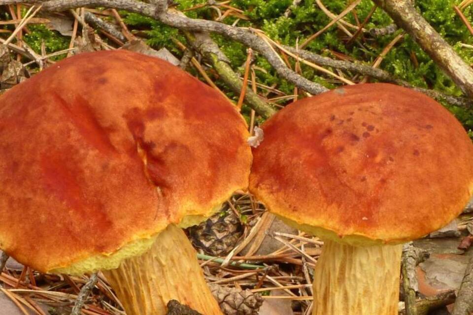 KINA - Der Pilz mit der roten Kappe KINA - Der Pilz mit der roten Kappe