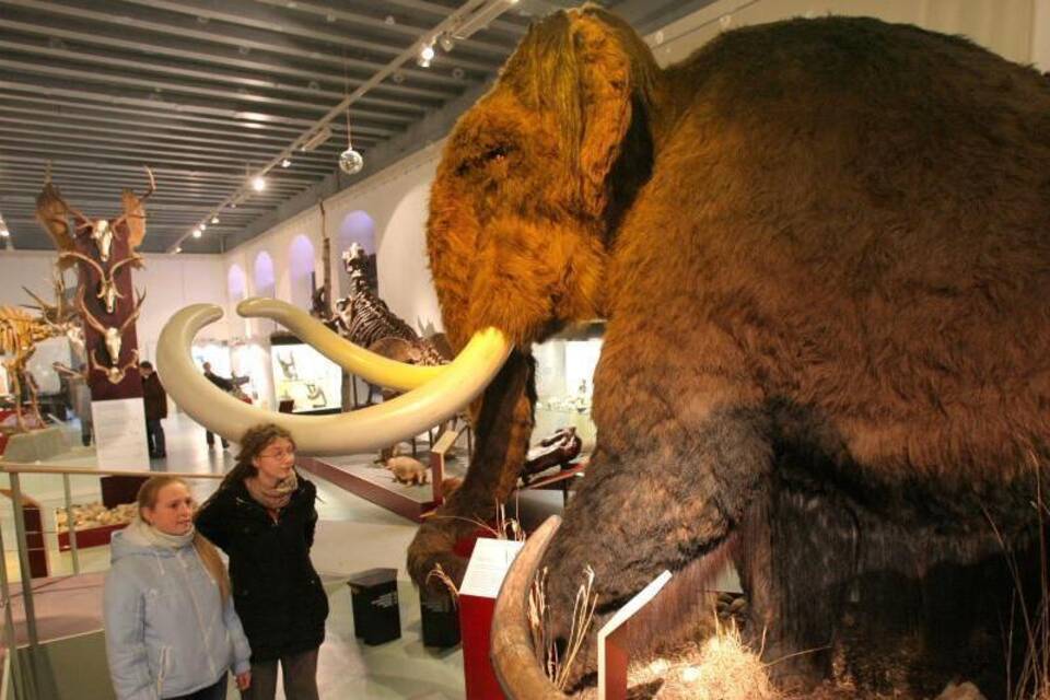 Mammut Mammut